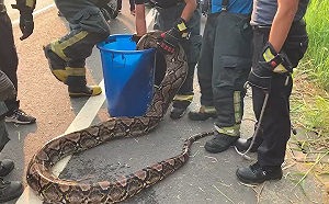 (影) 台灣出現巨型蟒蛇? 網路影片瘋傳 事實查核中心這樣說.....