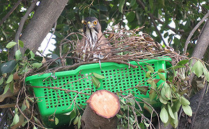 公私協力確保鳳頭蒼鷹一家四口無恙 陳其邁：最好的生命教育