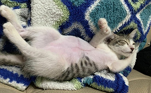 肚皮潰裂奇蹟生還  新北動保處妙手救回喵美人