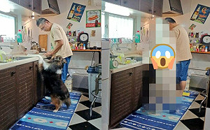 工讀生？大狗關切飼主做飯嚇壞網友