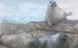 (影)全倒Strike！海豹摔倒波及無辜同伴