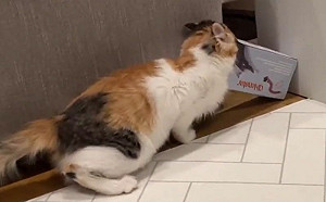 (影)老么貓忘記自己長大！執意鑽小盒子