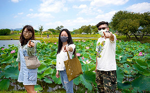 新北夏荷樂融融 山佳賞荷秘境