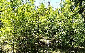 馬告消失中？！農委會花蓮場「特殊技術」急搶救