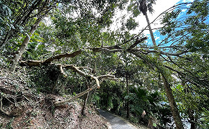遭午後雷雨摧殘！日月潭珍稀特有種「台灣紅豆樹」倒塌