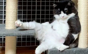 快來哥懷裡躺！貓咪坐姿風情萬種