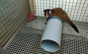 鼬獾不請自來 新北動保處熱線化解夜半驚魂