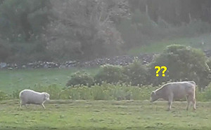 綿羊加速撞牛卻輕叩頭！網笑：怕痛