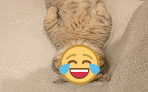 貓咪沙發上躺平！網一看臉卻全笑翻