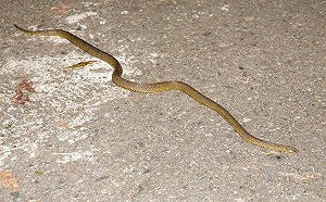 夏季登塔塔加留意「2種保育蛇」有毒！玉管處教1動作保平安