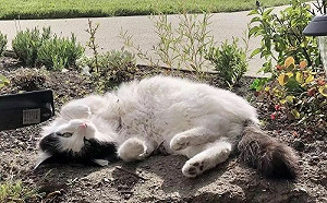 浪貓隔紗窗找家喵聊天！她開門收編