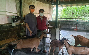 淡水名寺山羊傷口惡化   新北動保處獸醫及時察覺即刻救援