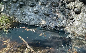 高雄後勁溪遭油污污染 源頭疑中油橋頭供油中心