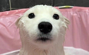 「薩摩耶」碰水會怎樣？一秒原地變海豹