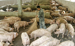 人畜共通傳染？！中國新型重組豬流感 港大：含H9N2亞病毒基因恐傳染人類致病