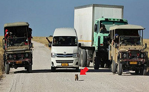 母獅好無奈！幼獅過馬路對車吼示威