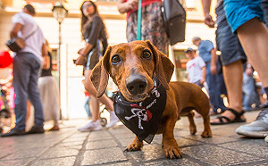 新北義民祭首度結合毛寶貝踩街遊行 免費報名且送超值好禮