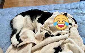 貓與毯子無縫接軌！網笑：沒睡著？