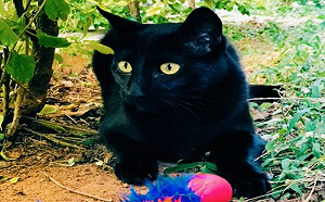 路過黑貓幫撈鑰匙！結局網全愣了