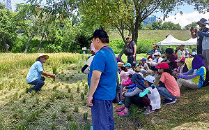 2022新北濕地割稻趣-彎腰100年 帶你體驗農耕時光