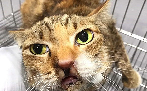 新北五股動物之家妙手回春 腫瘤貓變身人氣明星