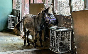 避暑有妙招！北市動物園「迷你馬」超萌消暑模樣曝光