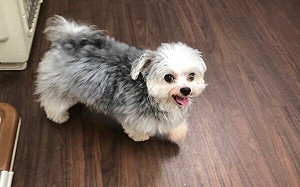 愛犬總是笑咪咪　進「這裡」秒變狗