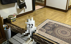 阿嬤養的！開門見胖貓超廢翻肚迎接