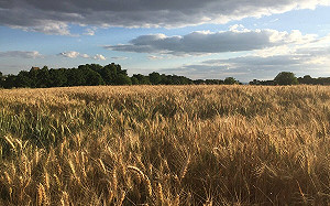 俄烏坐下來談？！解1.81億人口糧食危機 「安全的黑海航道」協調中