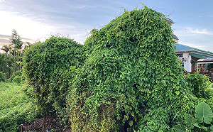 快閃收購！清小花蔓澤蘭領獎金  屏東林管處：現金發放無上限