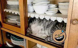 進廚房打開櫃子　驚見「長出貓來」