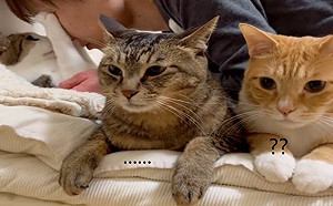 貓咪遭吸伸手抵抗！同伴卻見死不救