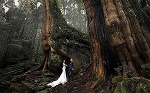 新人注意！阿里山浪漫森林婚禮10月底登場