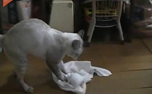 (影)潔癖貓賣力擦地板！網：可預約嗎？