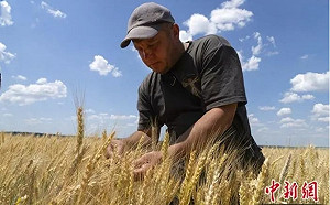 糧食危機暫除！澤連斯基：有100億美元穀物可出口