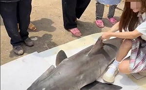 愛亂吃野生動物？ 中國網紅非法烹煮瀕危大白鯊 還辯稱是尖齒鯊