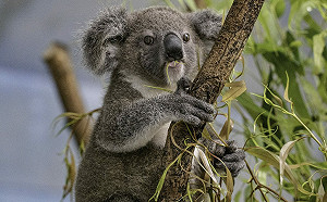 北市動物園首次人工哺育無尾熊 成功開始獨立新生活！