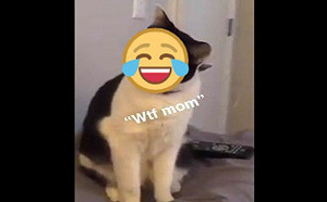 傻眼了！媽敷面膜　貓傻愣：妳誰？