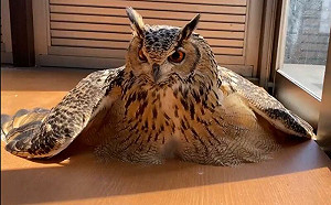 在陽光下融化！貓頭鷹軟爛趴地超萌