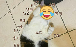環島用吸的？三花貓與台灣「撞島」