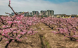 中國賣房奧步不斷 「愛心助農 水蜜桃抵購房款」桃農打臉:拿去賣都更值錢