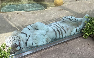 躲太陽！大白虎緊貼玻璃睡大覺