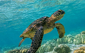 沖繩 30 隻瀕危綠蠵龜遭刺頸 經查竟是當地漁民所為