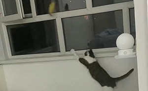 貓精準一拋超爆笑！玩具消失在窗邊
