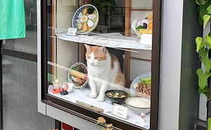 客看身材秒服！蕎麥店店貓胖嘟嘟