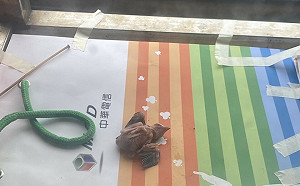 白頭翁一家六口鳥巢坍塌  新北動保處電話指導民眾救援成功