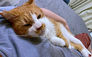 我來陪你睡！貓主動躺床療癒飼主