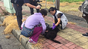 4隻流浪狗疑遭毒殺 高市動保處採樣化驗