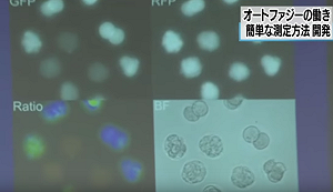 日研發細胞「自噬機制」視覺化  有助開發新藥