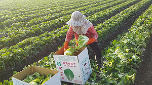 多花539元買菜金 10月CPI年增1.7%